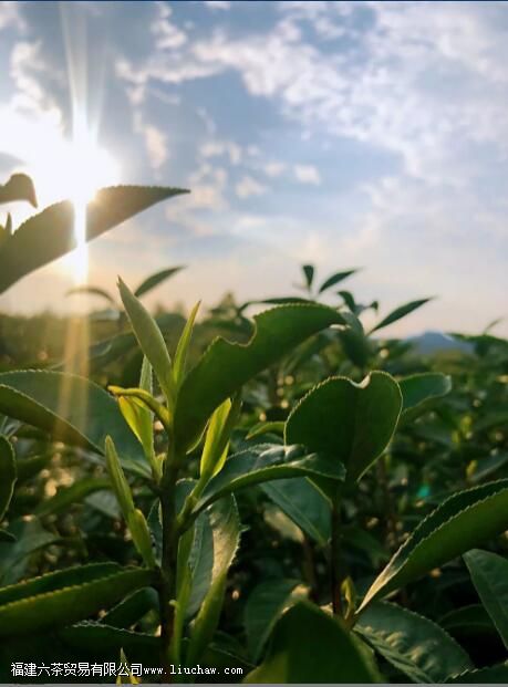 ��Ҷ�ϵ�ëë�������Խ�࣬���Ʒ�ʾ�һ��Խ��