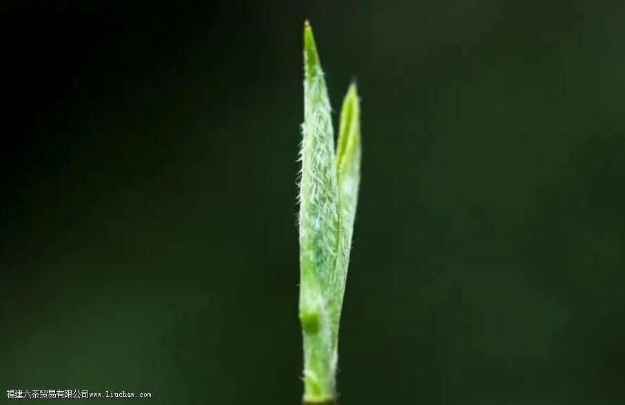 ��Ҷ�ϵ�ëë�������Խ�࣬���Ʒ�ʾ�һ��Խ��