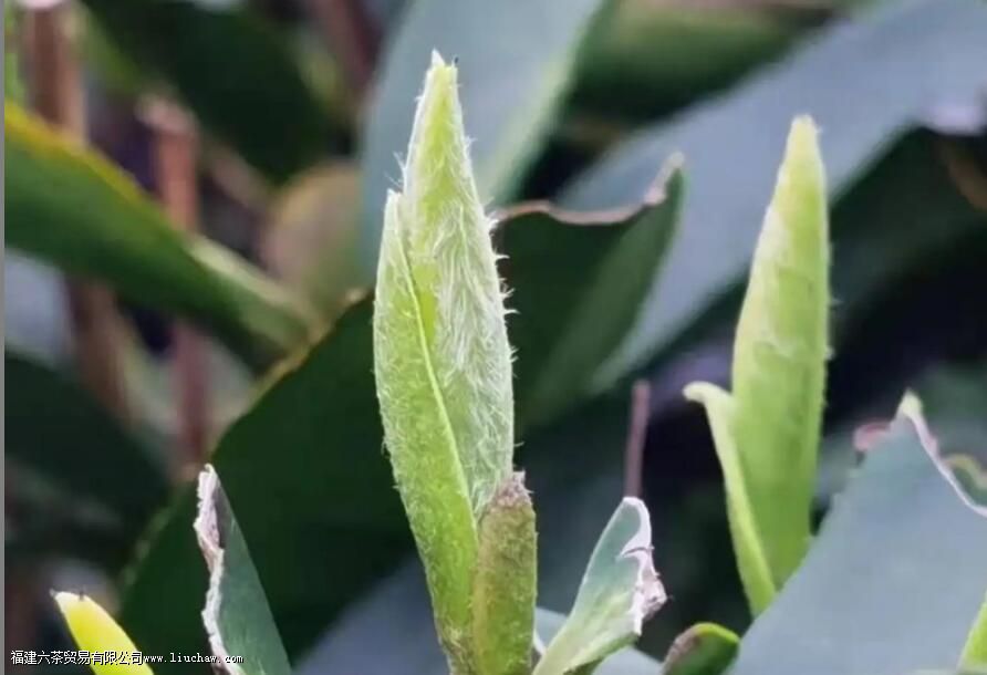 ��Ҷ�ϵ���ë��ʲô