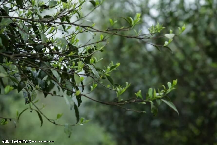 ��Ҷ�ϵ���ë��ʲô