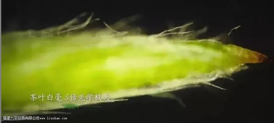 ��Ҷ�ϵ���ë��ʲô