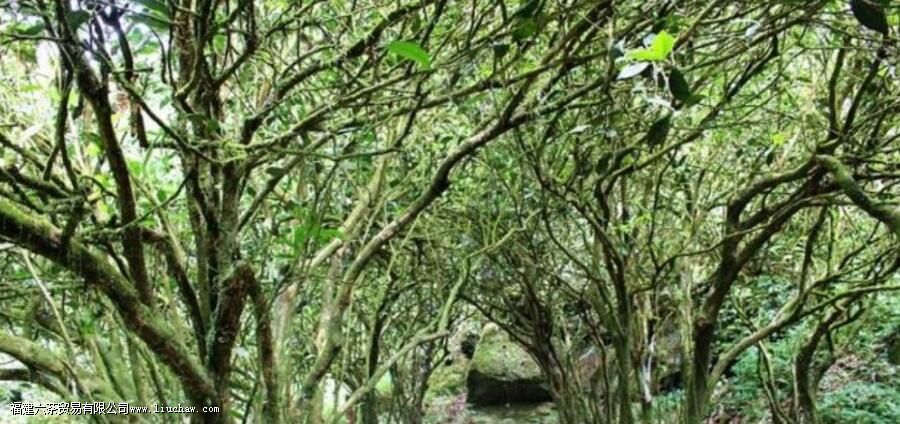 茶叶为什么叫枞 茶叶为什么叫枞