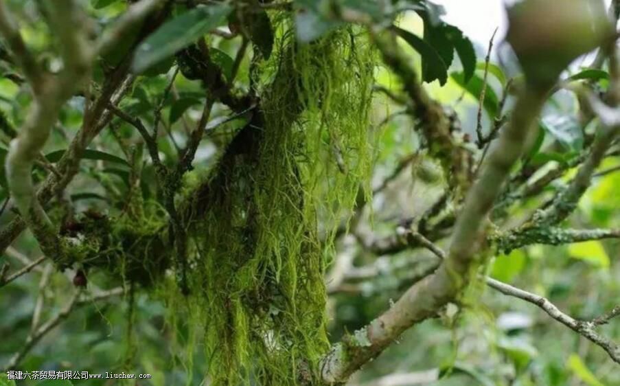 茶叶为什么叫枞 茶叶为什么叫枞