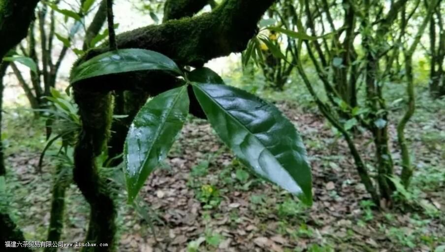 ��ҶΪʲô������