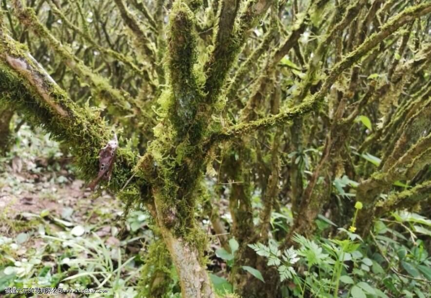 ��ҶΪʲô������