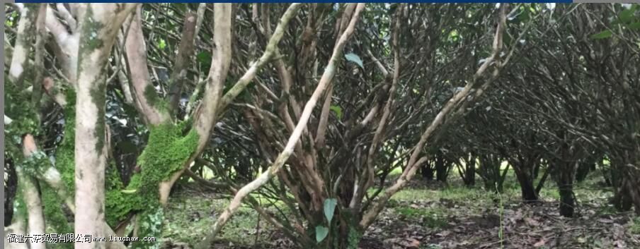 ��ҶΪʲô������