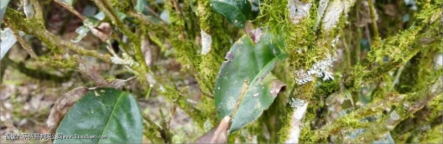 ��ҶΪʲô������