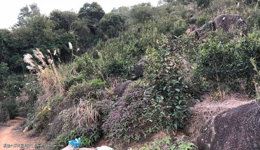 ��԰�����ɽ�裬�ڿڸ�����ʲô����