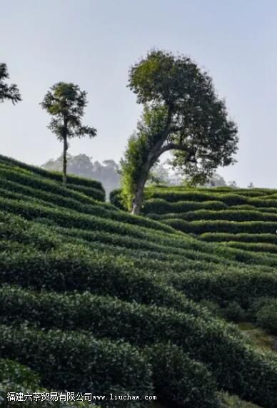 ��԰�����ɽ�裬�ڿڸ�����ʲô����