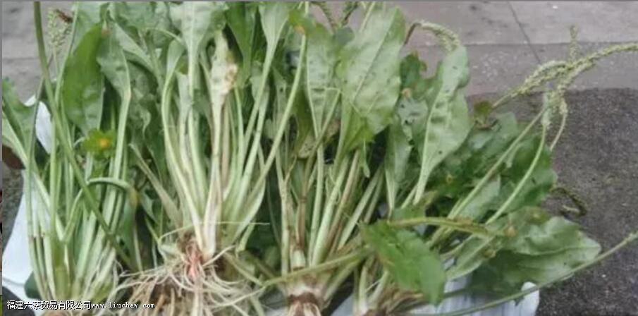 ��ǰ�ݲ���������