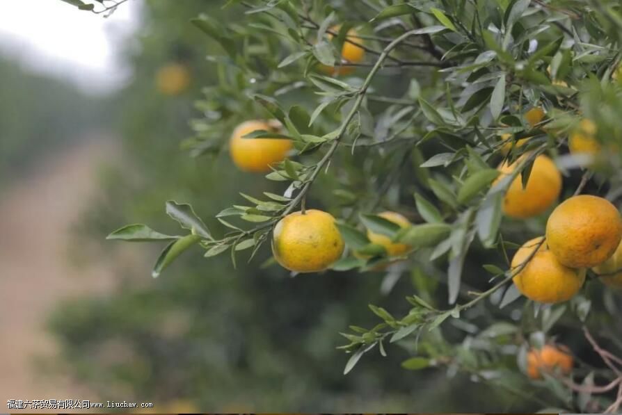 ��ƤԽ��Ʒ��Խ�ã��������