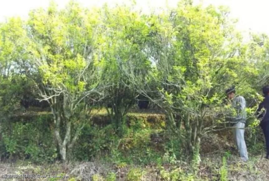 赤叶单丛是什么茶 赤叶单丛是什么茶