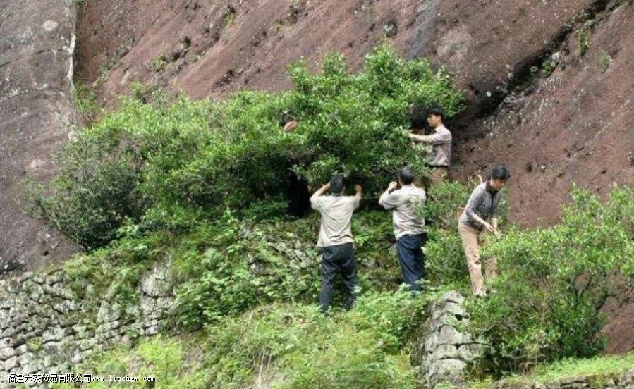 ������ͷ��ţ��������ɽ����ʲô