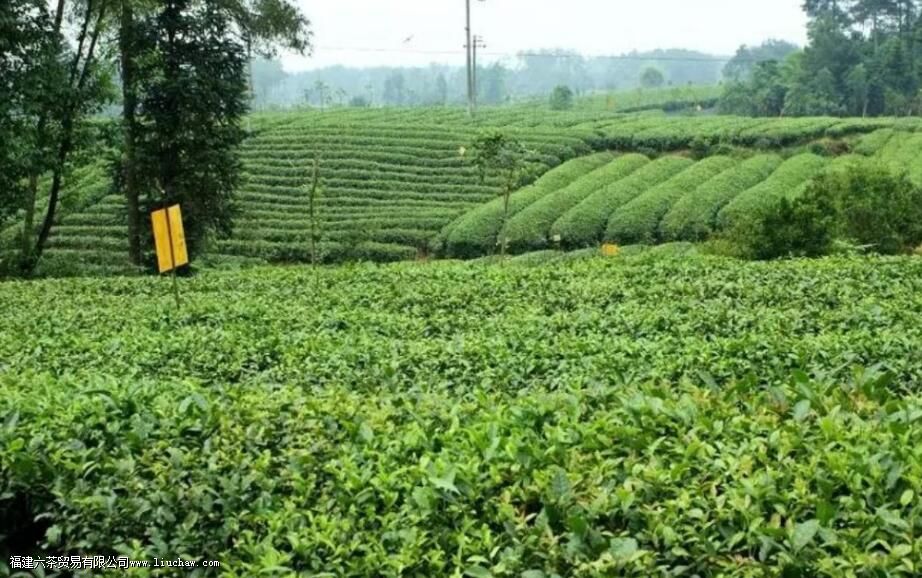 �����ʺ���ֲʲô����