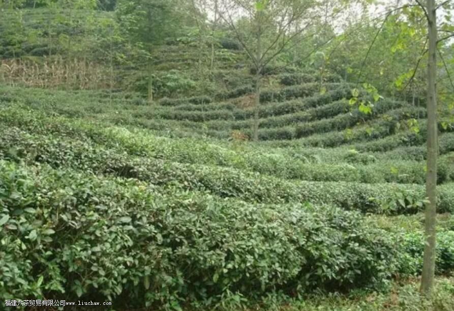 �����ʺ���ֲʲô����