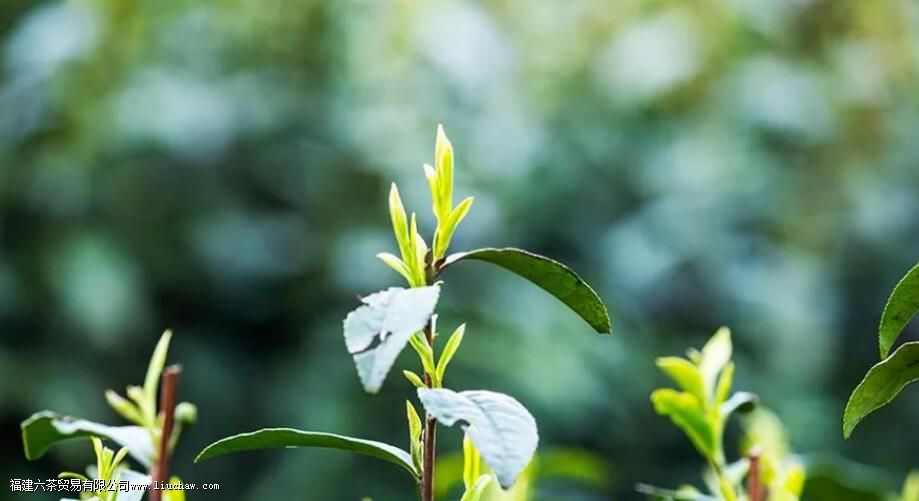 �����ʺ���ֲʲô����