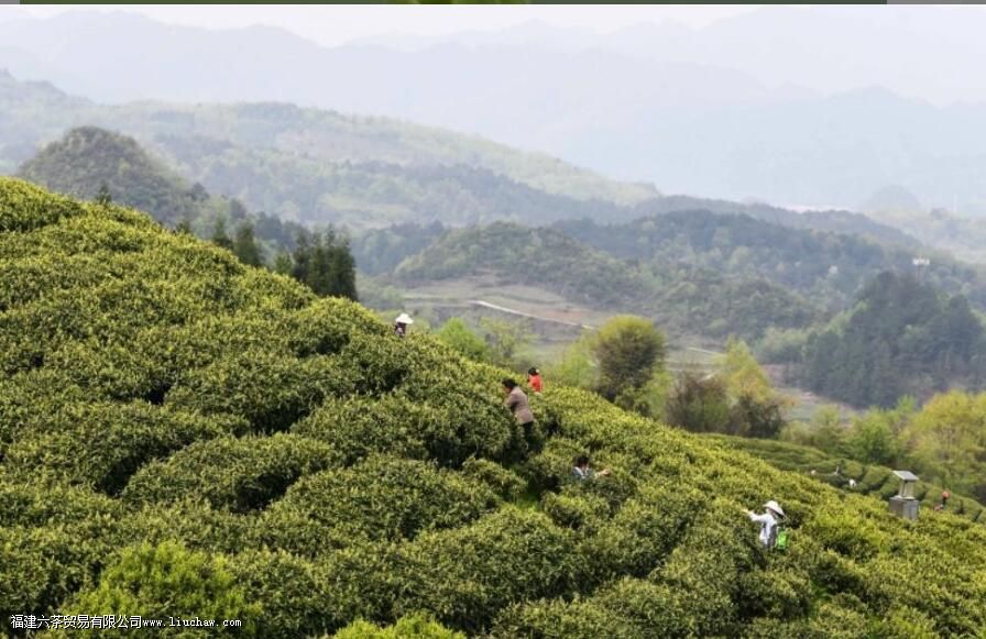 ���߲���������ѿ֪����