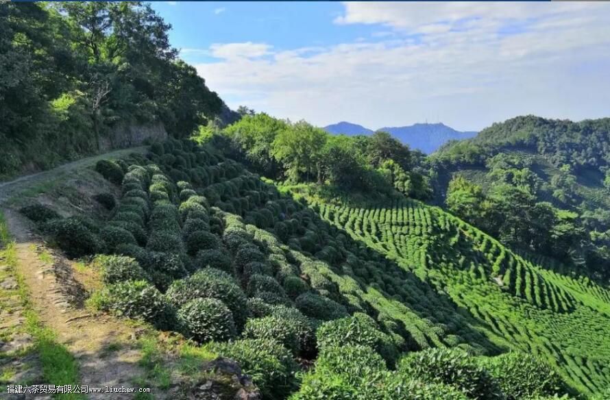 大佛龙井是什么茶 大佛龙井是什么茶