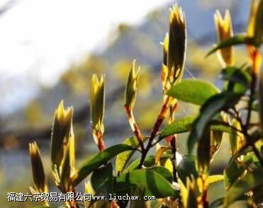 ������ӥ������