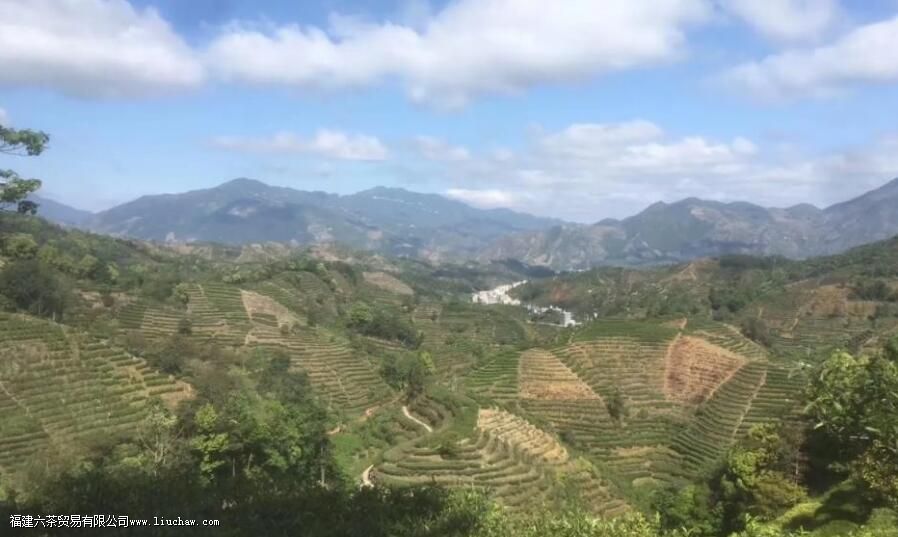 单丛茶产地哪里 单丛茶产地哪里