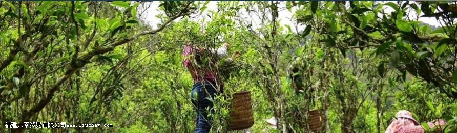 单丛茶产地哪里 单丛茶产地哪里