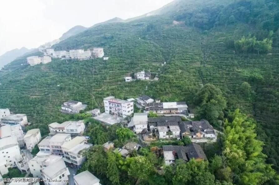 单丛茶是红茶还是绿茶 单丛茶是红茶还是绿茶