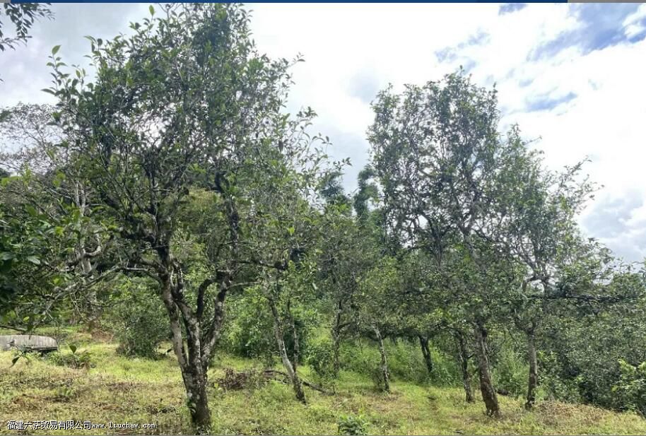 地界老寨普洱茶的特点 地界老寨普洱茶的特点