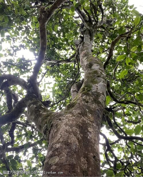 地界老寨普洱茶的特点 地界老寨普洱茶的特点