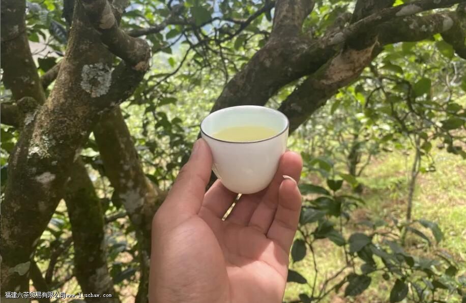 地界老寨普洱茶的特点 地界老寨普洱茶的特点