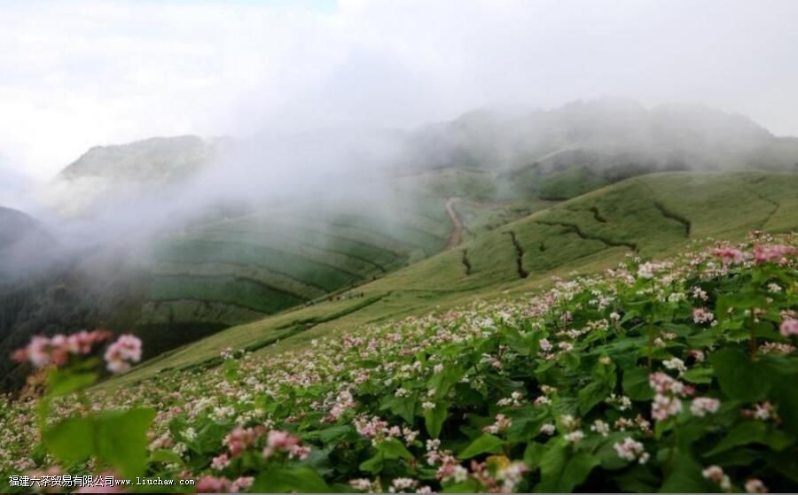 滇红茶属于什么茶 滇红茶属于什么茶