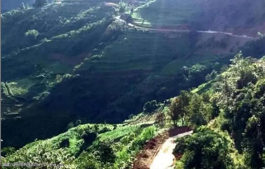 滇绿是什么茶 滇绿是什么茶