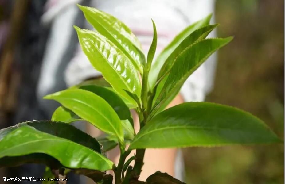 滇绿是什么茶 滇绿是什么茶