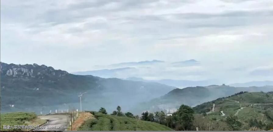 点头镇白茶特点 点头镇白茶特点