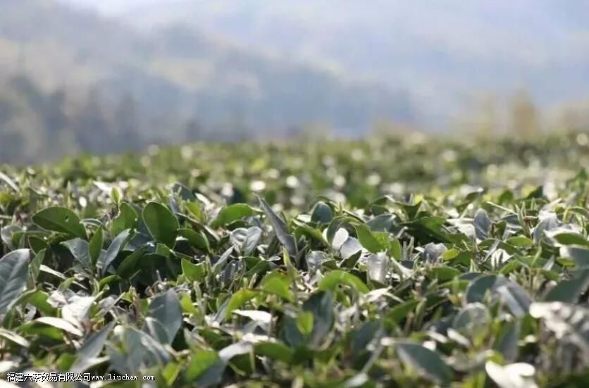 点头镇白茶特点 点头镇白茶特点