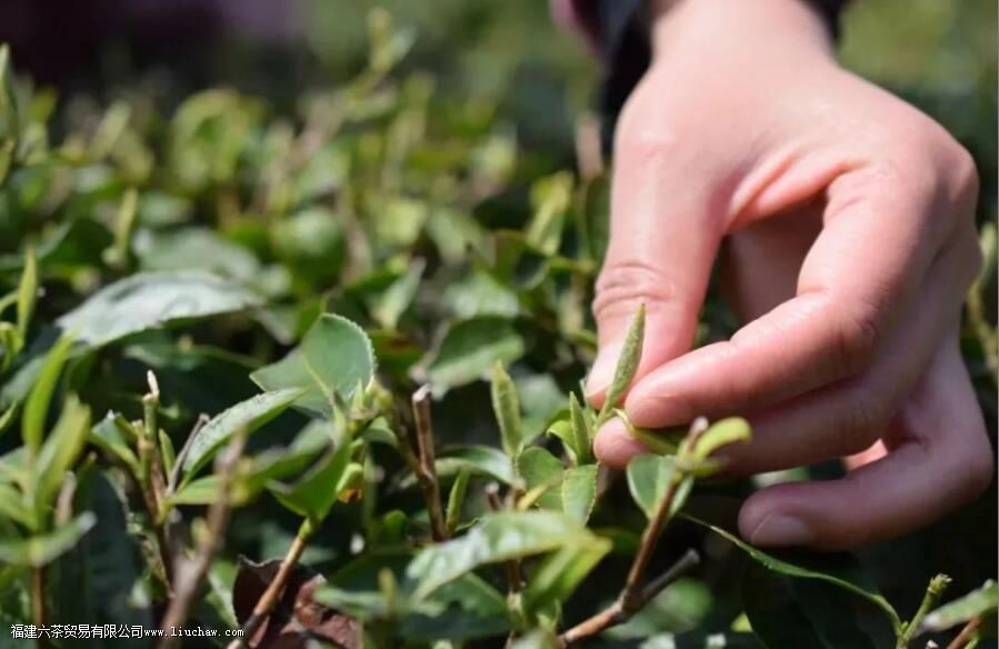 点头镇白茶特点 点头镇白茶特点