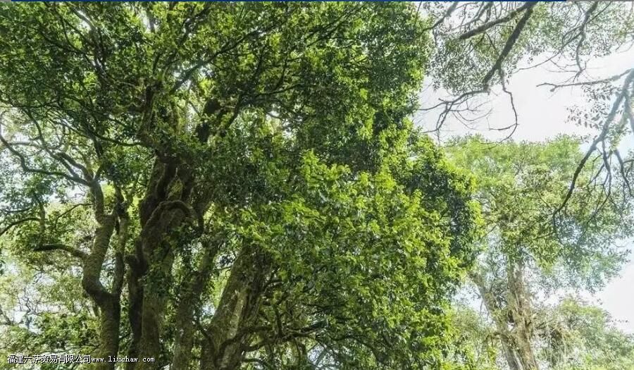 东半山有哪些茶叶 东半山有哪些茶叶