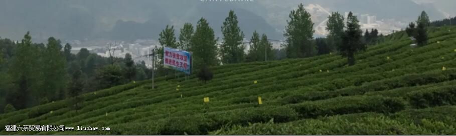 ����ë��һ����Ϊ����