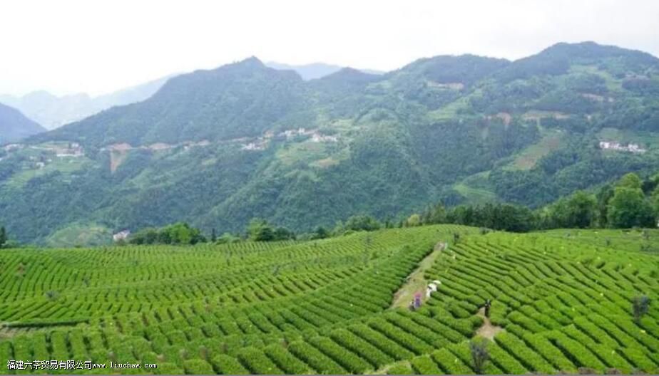 ��ʩ��¶����ʲô��