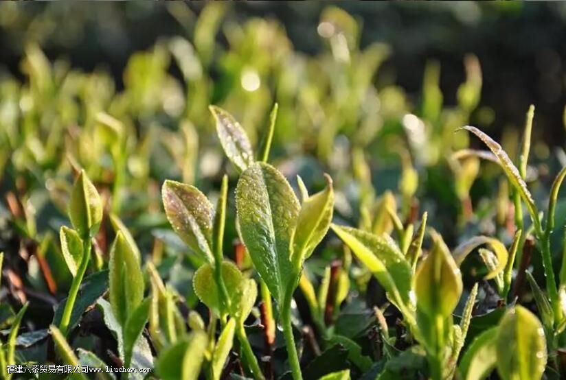 房县绿茶是什么 房县绿茶是什么