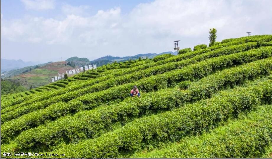 凤凰单枞是半发酵吗 凤凰单枞是半发酵吗