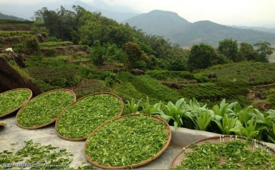 凤凰单枞是半发酵吗 凤凰单枞是半发酵吗