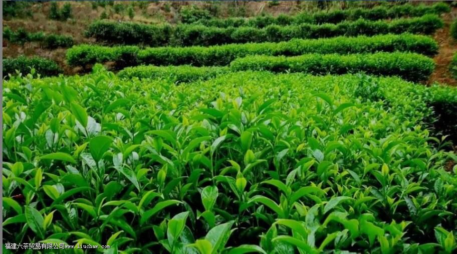 凤凰单丛茶之黄枝花香型介绍 凤凰单丛茶之黄枝花香型介绍