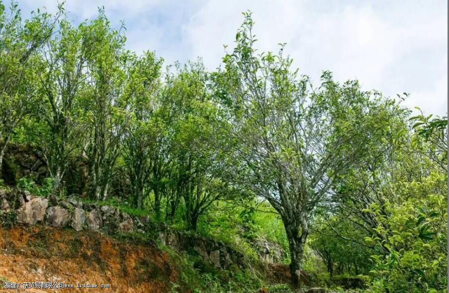 凤凰单丛蜜兰香和鸭屎香的区别 凤凰单丛蜜兰香和鸭屎香的区别