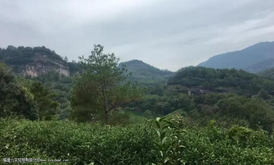 佛国岩产茶的特征 佛国岩产茶的特征