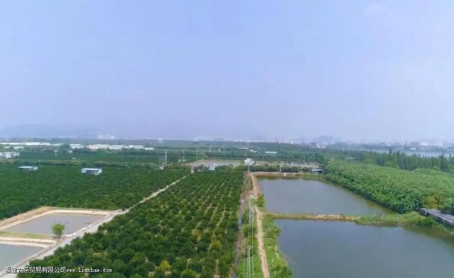 按照110毫升的标准盖碗而言,泡白茶,投茶5克; 泡红茶,投茶5克; 泡岩茶,投茶8克; 泡生普,投 按照110毫升的标准盖碗而言,泡白茶,投茶5克; 泡红茶,投茶5克; 泡岩茶,投茶8克; 泡生普,投