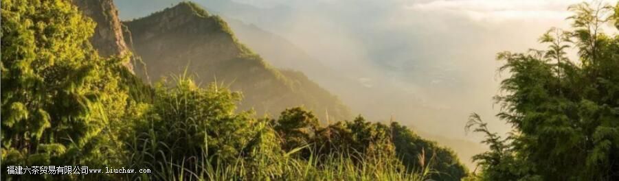 高山茶和平地茶的区别 高山茶和平地茶的区别