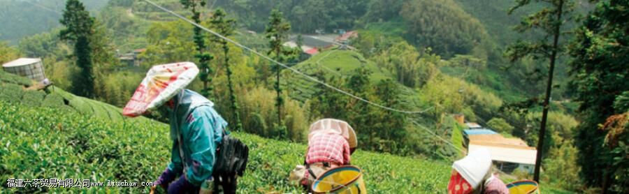 高山茶和平地茶的区别 高山茶和平地茶的区别