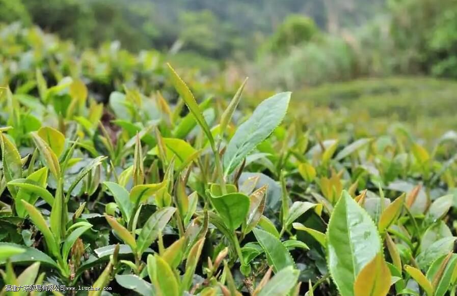 高山茶和平地茶的区别 高山茶和平地茶的区别