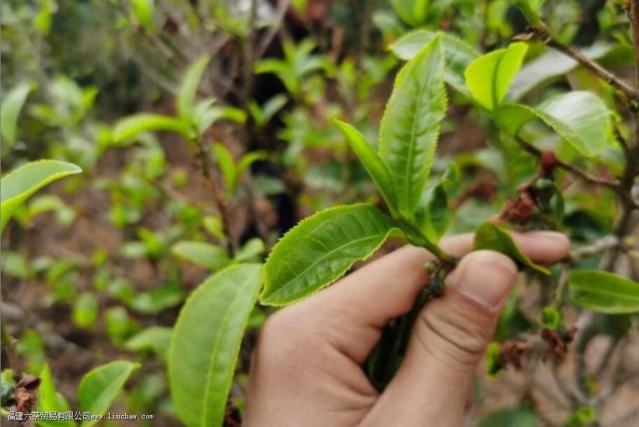 ��͢�ն���������ص��Լ�Ʒ��