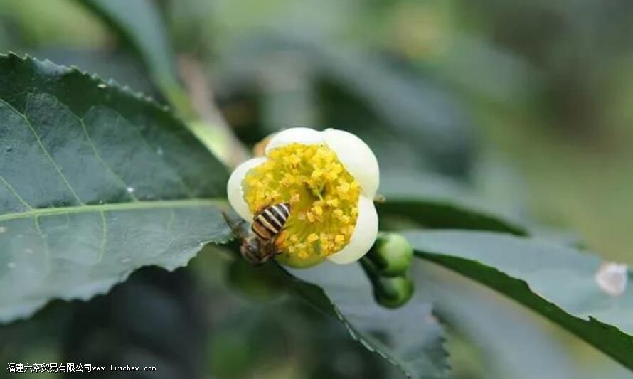 古树茶花是什么 古树茶花是什么